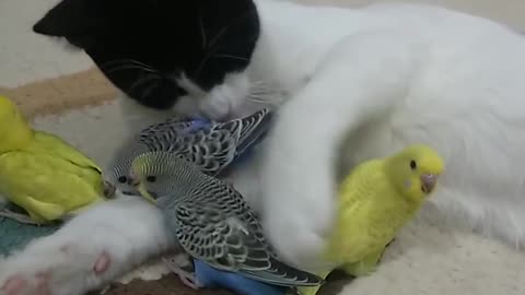 cats and birds playing and having fun