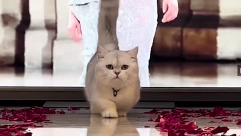 This is a cat who can only walk out of the model's step, and cure unhappiness