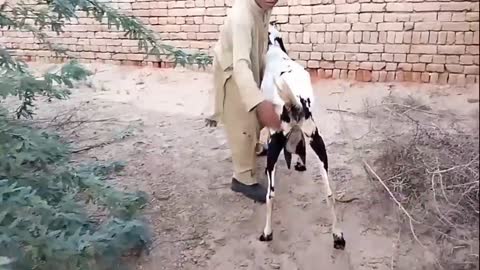 Funny kids