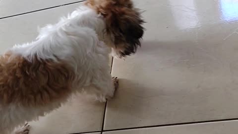 dog playing, most beautiful thing in the world