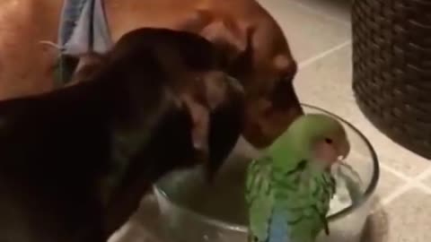 Funny and smart dog 7