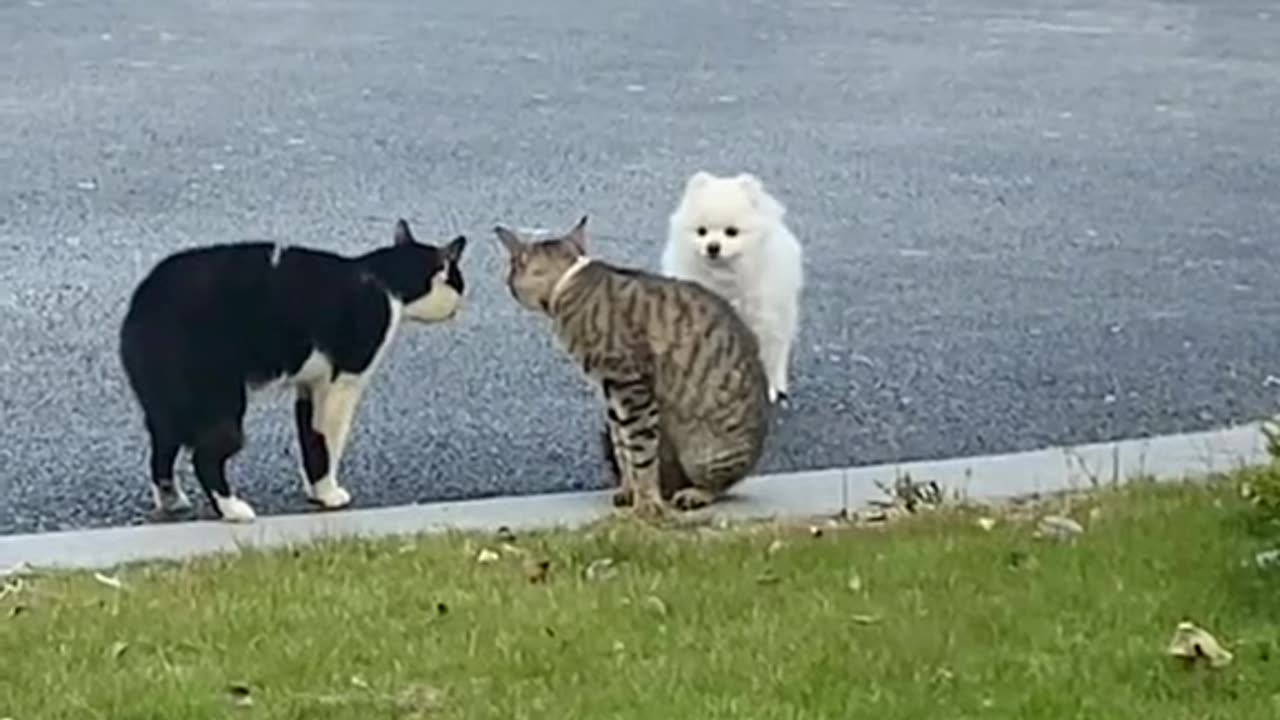 Dog and cats fite