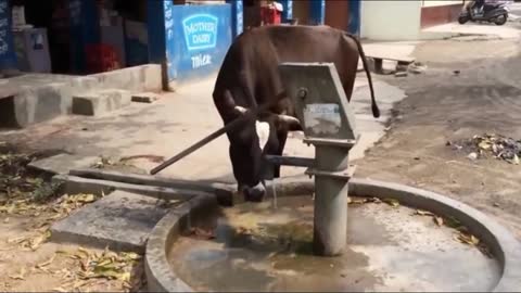 Funny Animal Videos - This cow uses it's brain.