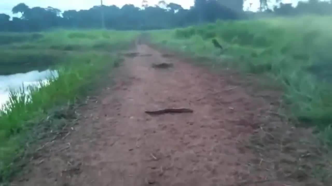 This Alligator Will Die From 860 Volts