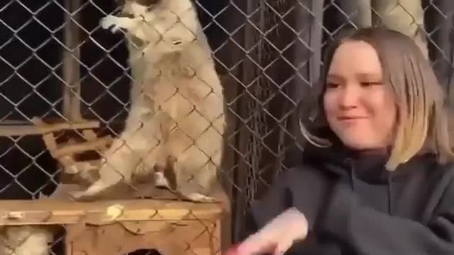 Hilarious racoon does the slide dance with a girl. Real life "king julian"