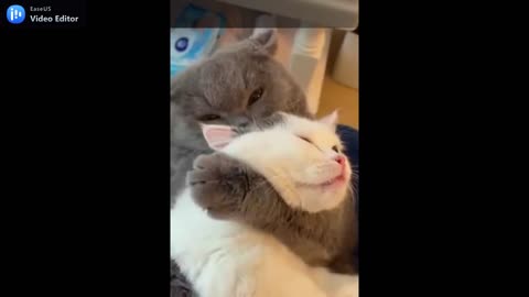 couple of cat sweeter than honey .mp4