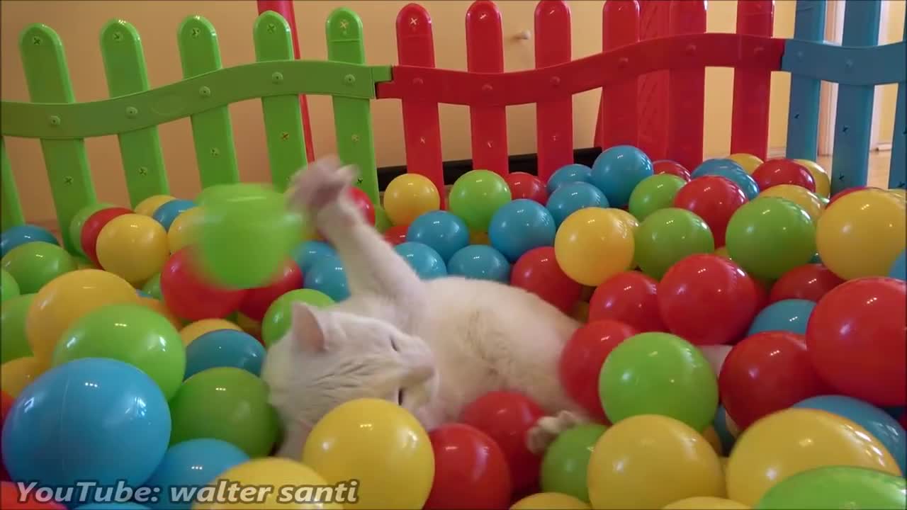 Two Cats and 500 Balls in a Ball Pit !!