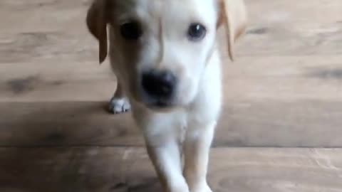Very fany video dog bountifull video