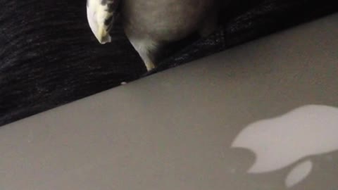 Bird taps on macbook