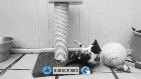 Funny Animals Videos 2021 (watch till the end)
