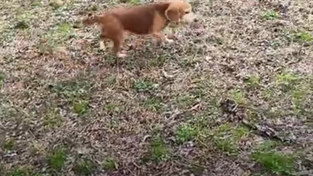 Two or three Finds Senior Beagle In The Middle Of Nowhere