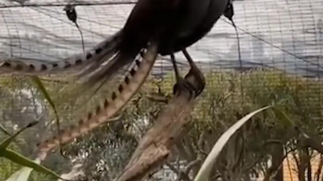 Funny sounds birds