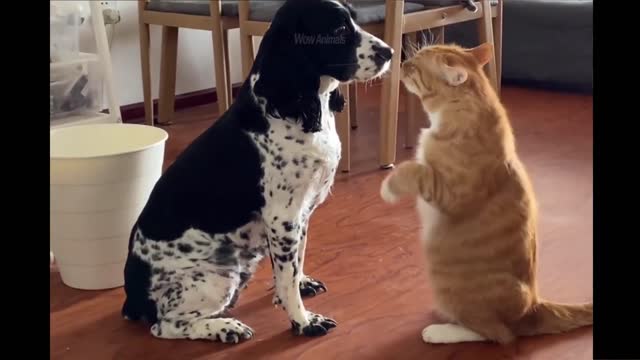 Funny Animals videos