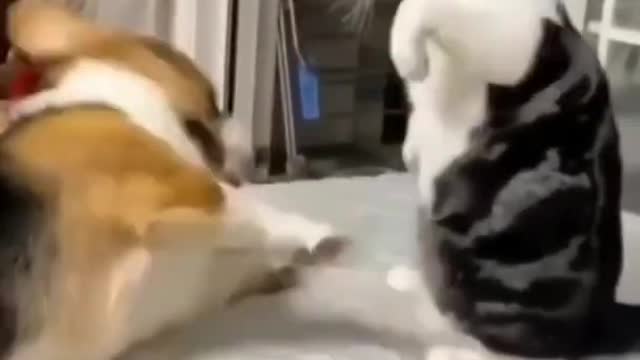 Funny DOG & CAT videos