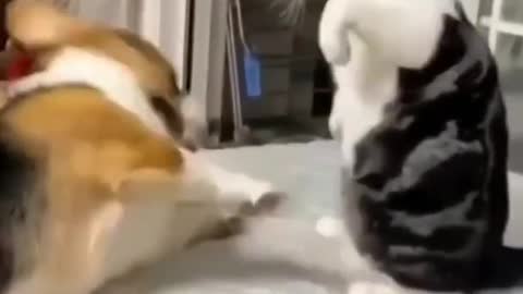 Funny DOG & CAT videos