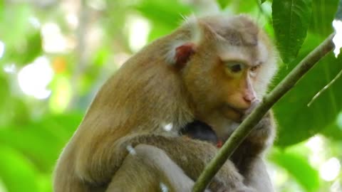 Monkey Feels tired because she's busy to take care her daughter