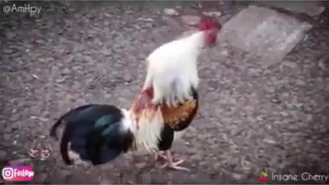 Animals