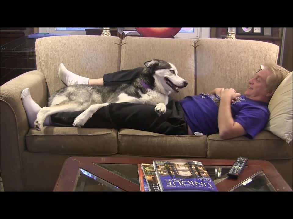 Needy Husky Makes Watching TV A Challenging Task