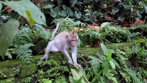 FUNNY MONKEY
