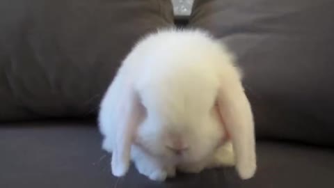 Bunny sitting on couch