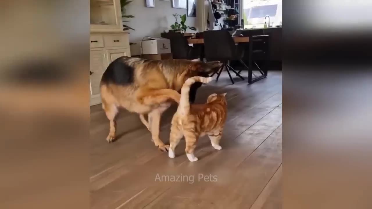 Dog & Cat