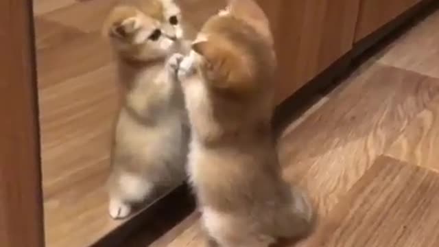 Kitty Takes Itself On In Mirror