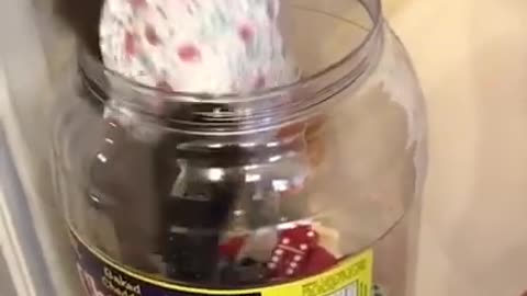 Best Funny Animals Videos - Funny Pets Videos 2021