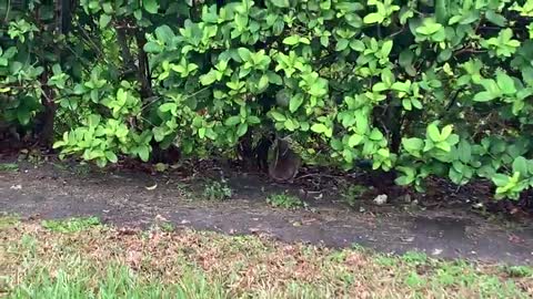 How Fast Can You Catch a Rabbit?