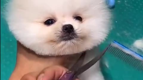 Cute mini pomeranian