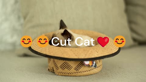 Cut Cat😊💕 2022