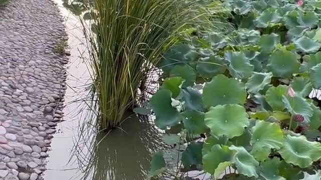 Lots and lots of lotus leaves