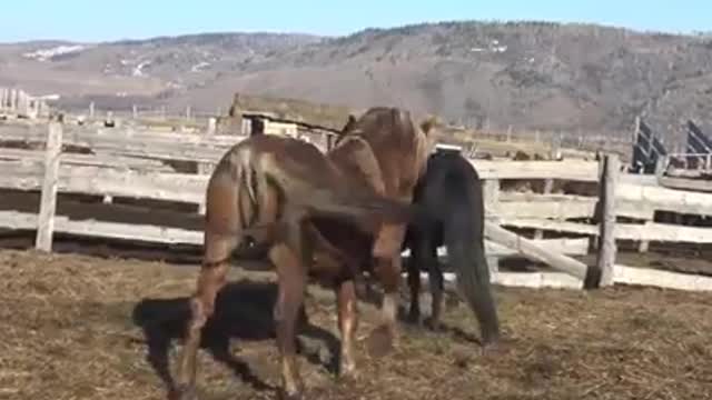 Female horses refuse to make love