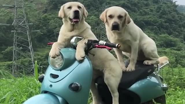 Funniest Labrador Dog Compilations