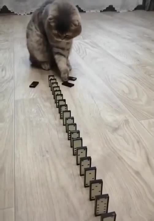 Cute cat , funny cat video