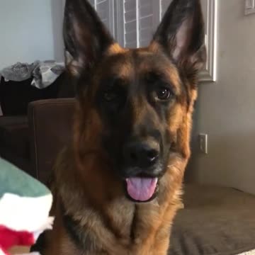 How NOVA really feels about