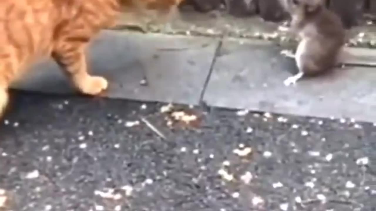 Hilarious Hijinks with the Furriest Friends! 😂🐾 #CuteComedyChallenge"