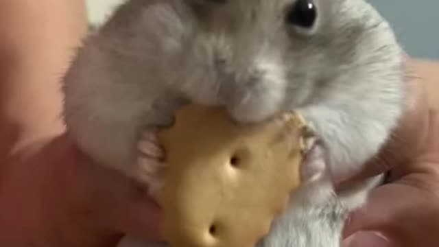 Hamster eats snack in the laziest possible way 2021 cut