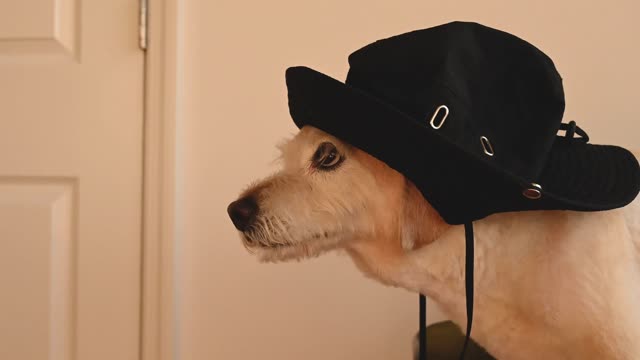 The dog put the hat of his owner on his head 🤠🤠🤠