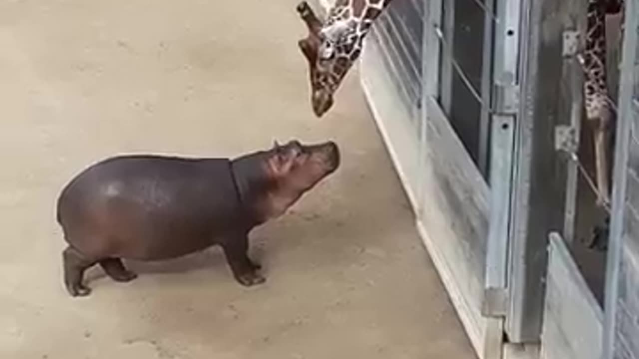 Baby hippo making friend with a giraffe