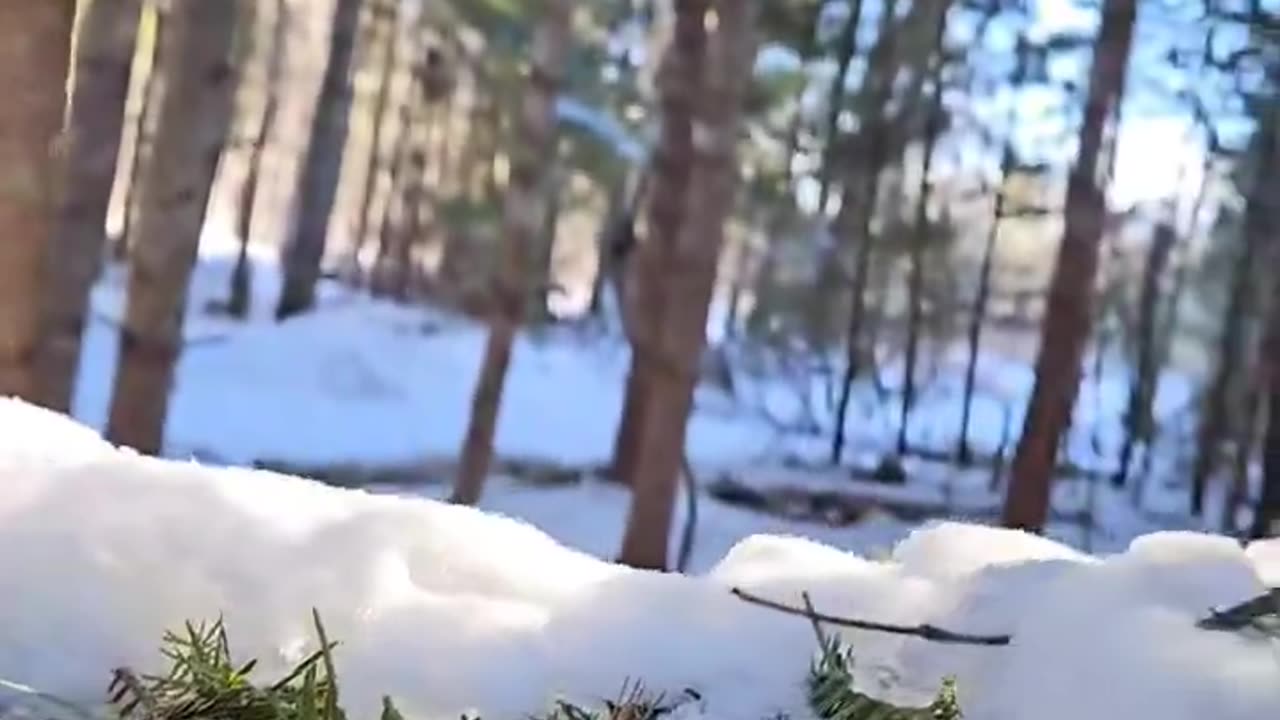 Scary Sounds in the Wilderness of Eastern Canada