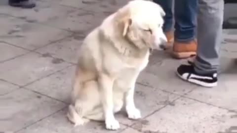 sleeping dog kkkkk kkkkk
