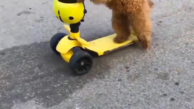 Puppy is showing his skating skills 😍😍🤩