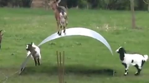 Goat funny reactions