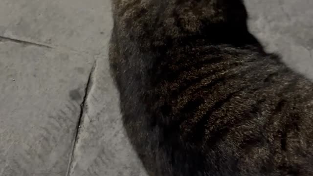 stray cat likes me