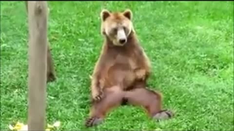 Most funny Crazy animal | funny videos | Monkey | Funny rimex