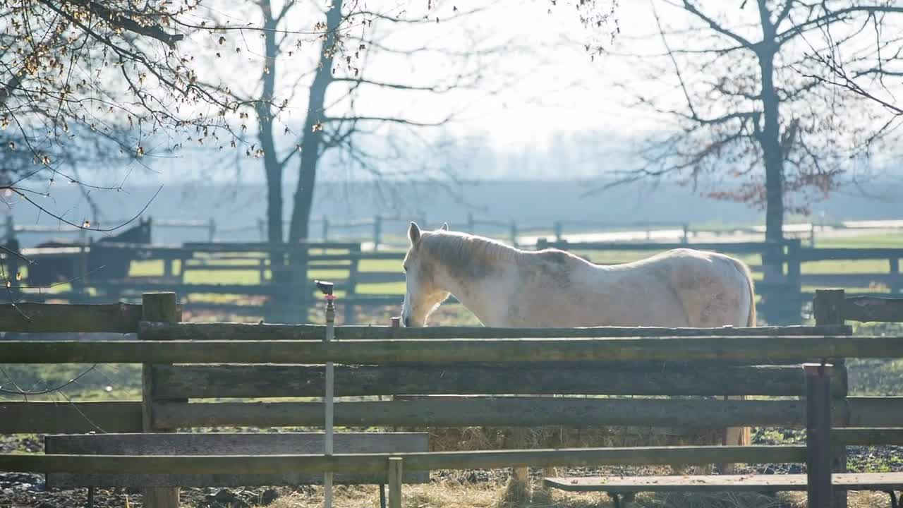 White horse behind the fence. Long shot of white horse on a farm, inside the fence on a sunny day