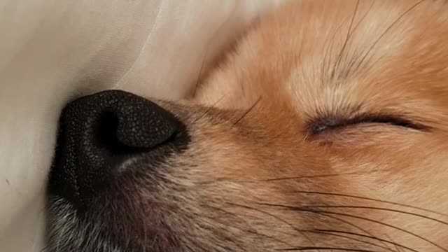 Pomeranian sleeps on bed and snores loud
