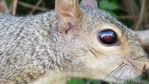 Squirrel on a branch