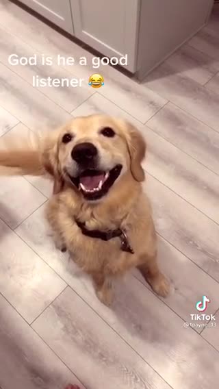 Cute Dog Bo Grooving To The Music