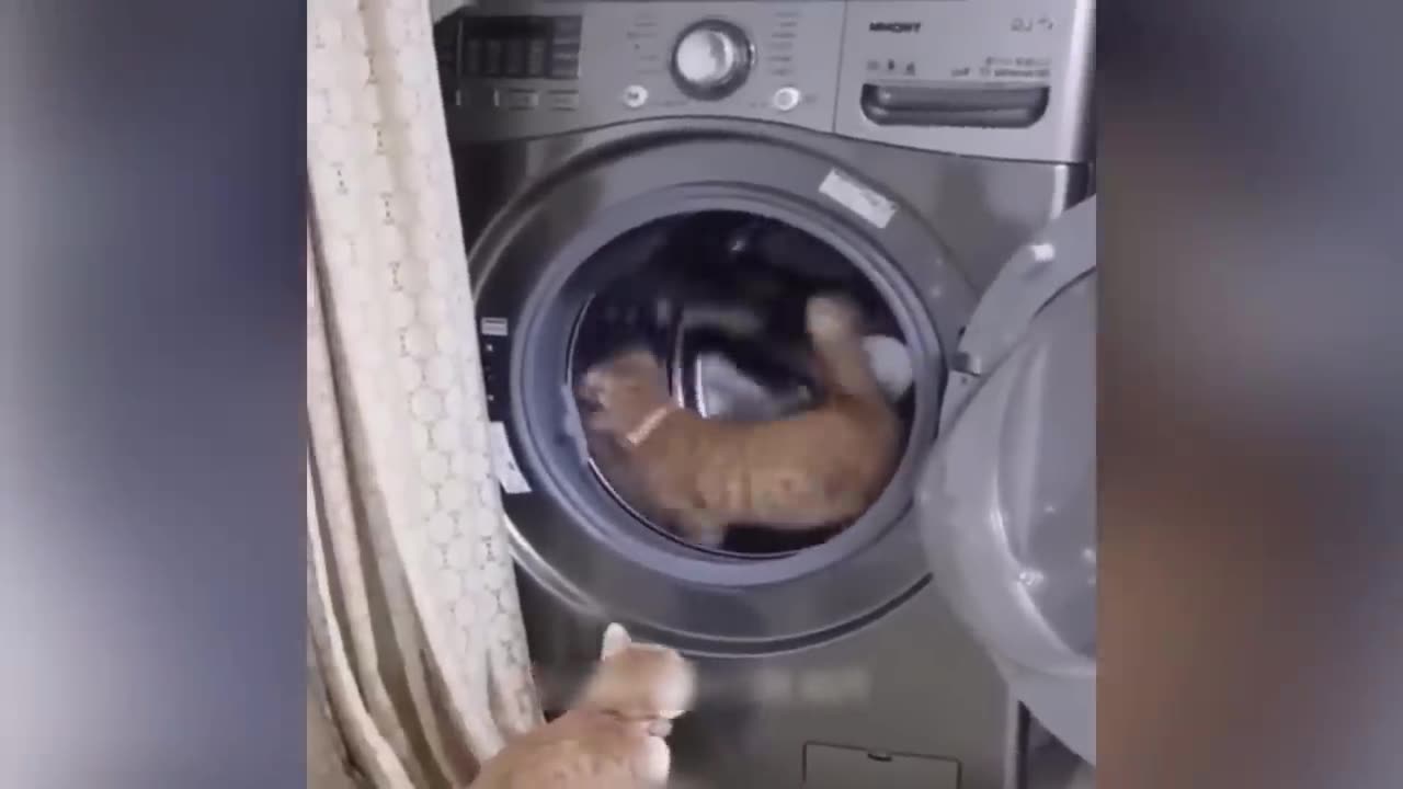 Animal funniest videos